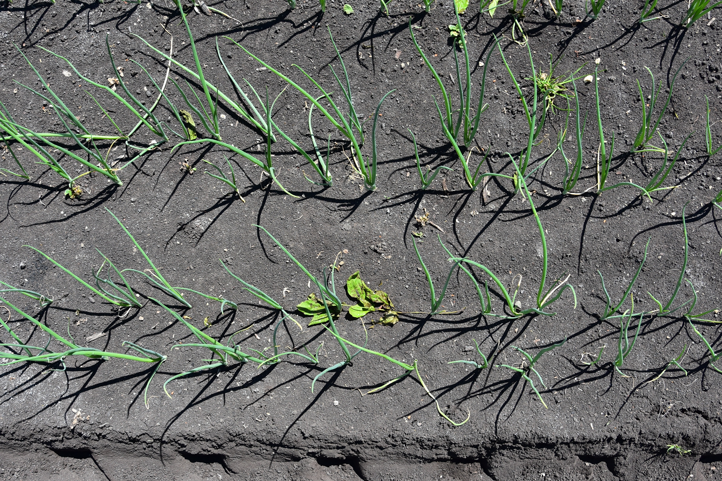 Weed control in an onion field – black soil