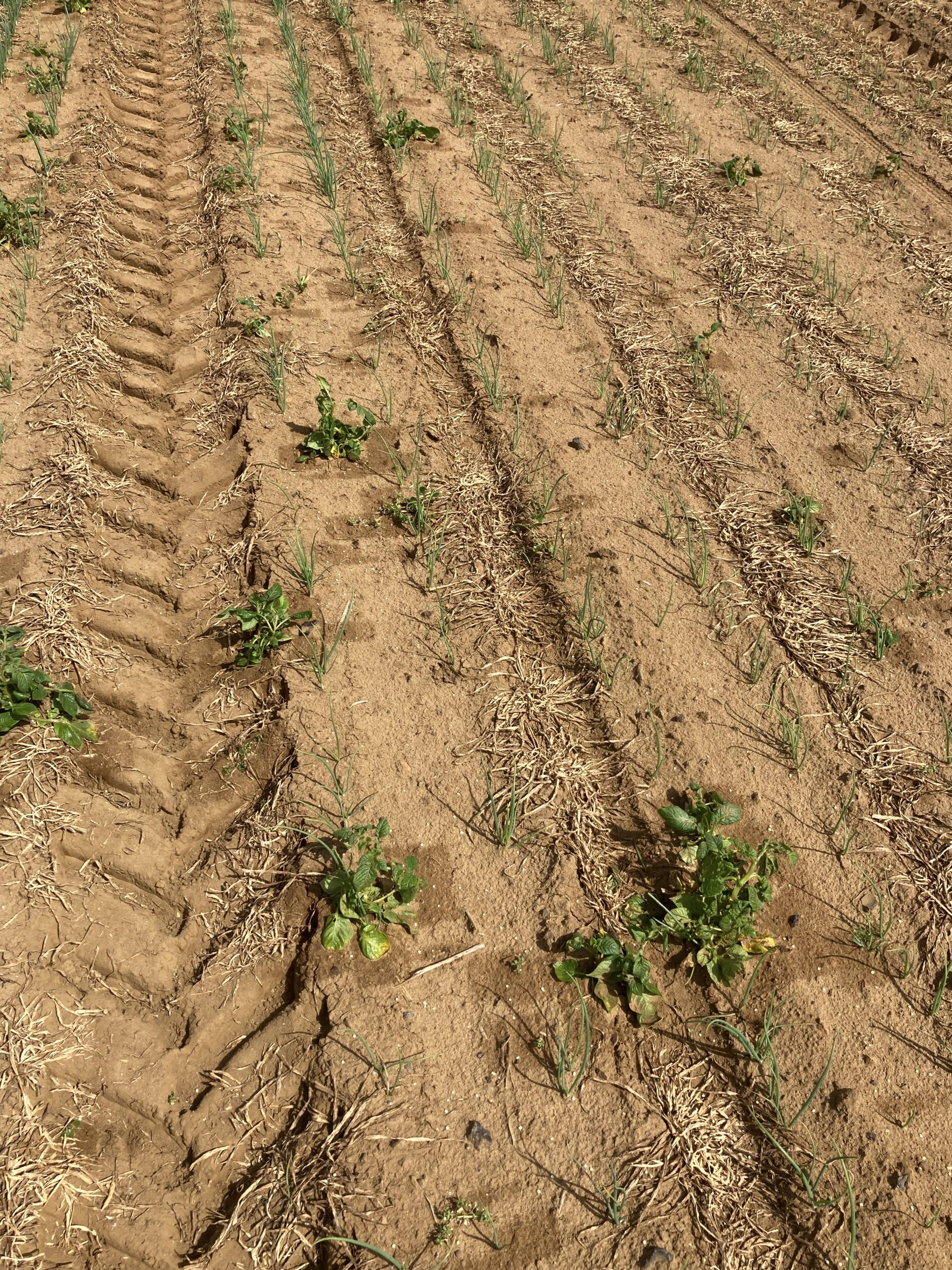 Weed control in an onion field - detail