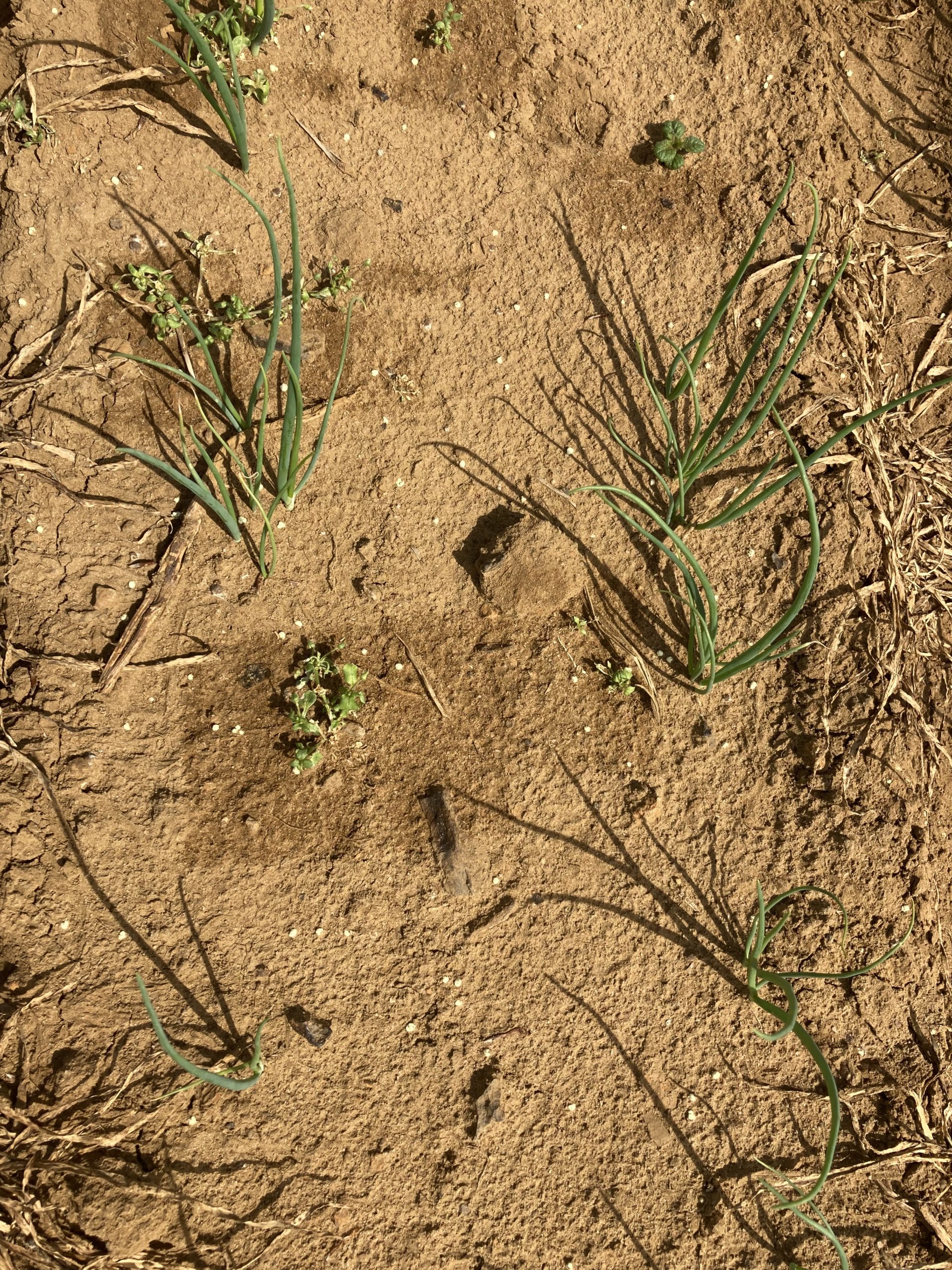 Weed control in an onion field – light-coloured soil