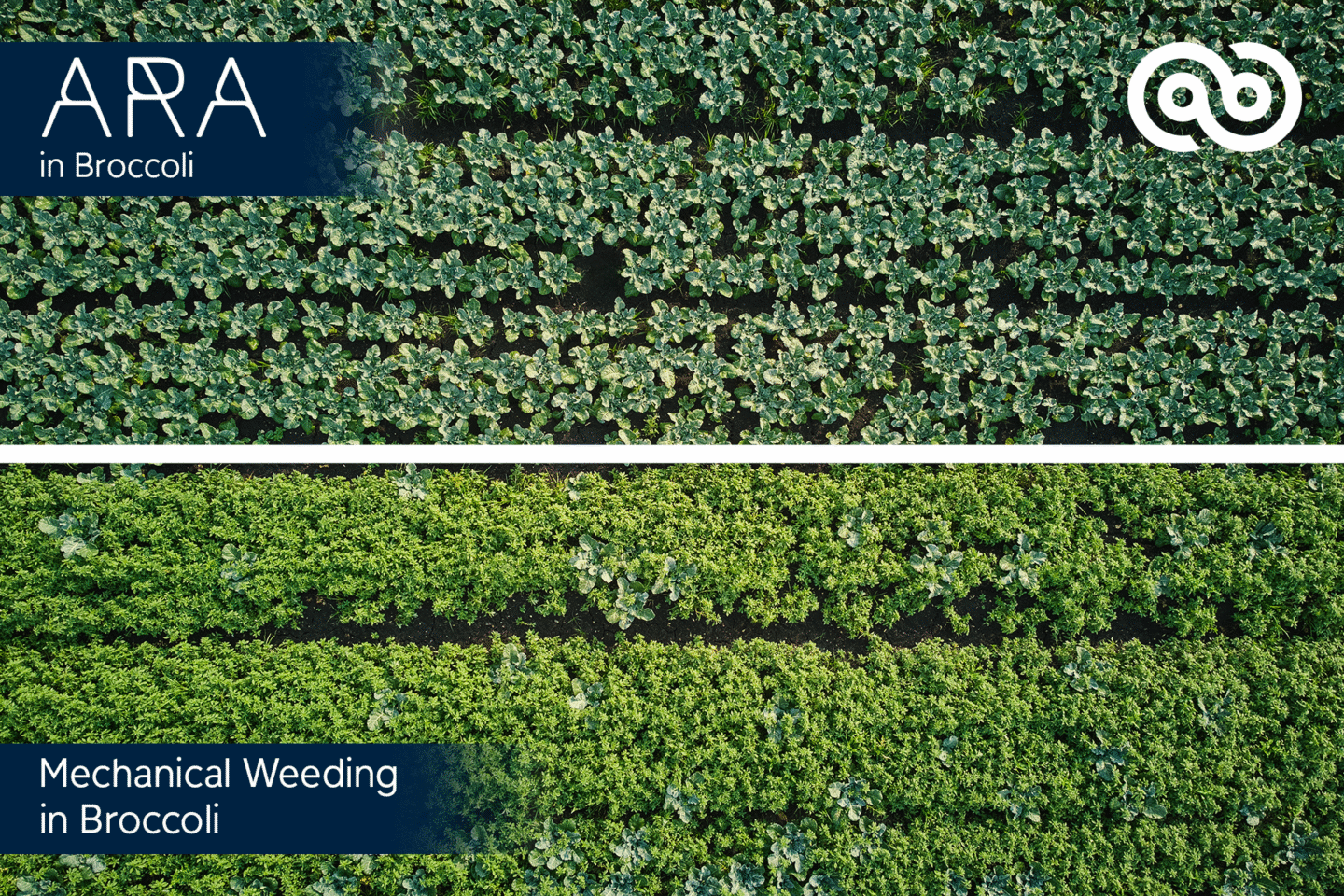 Vegetables Algorithm Algorithms 2026 for vegetable farming - Ecorobotix